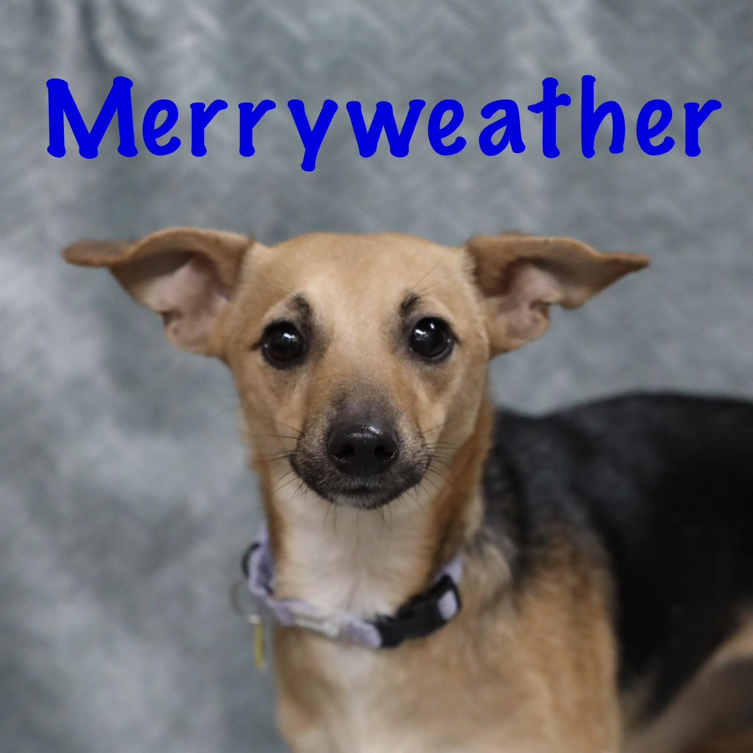Merryweather, Adoptable, Young Female Chihuahua & Terrier.