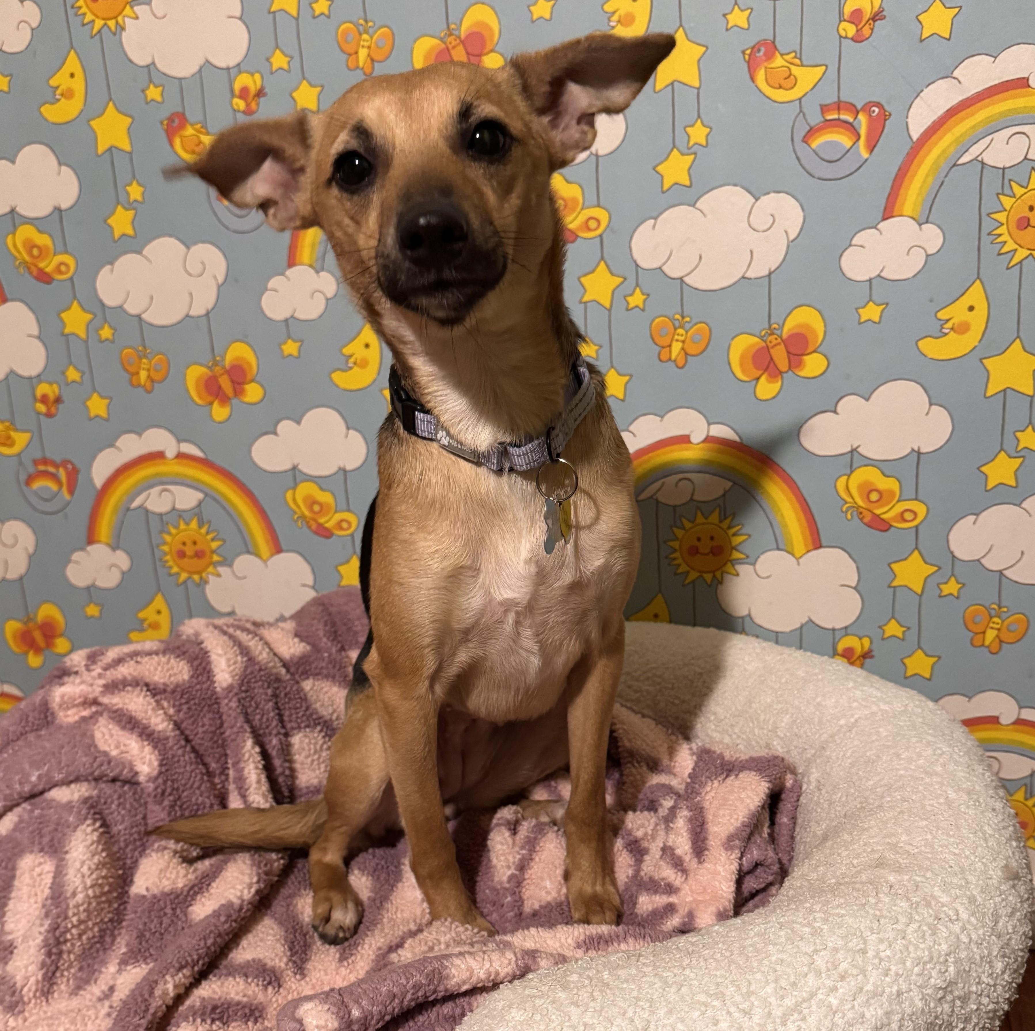 Enlarge Merryweather, a Adoptable mixed breed in Albany, NY image 2/6