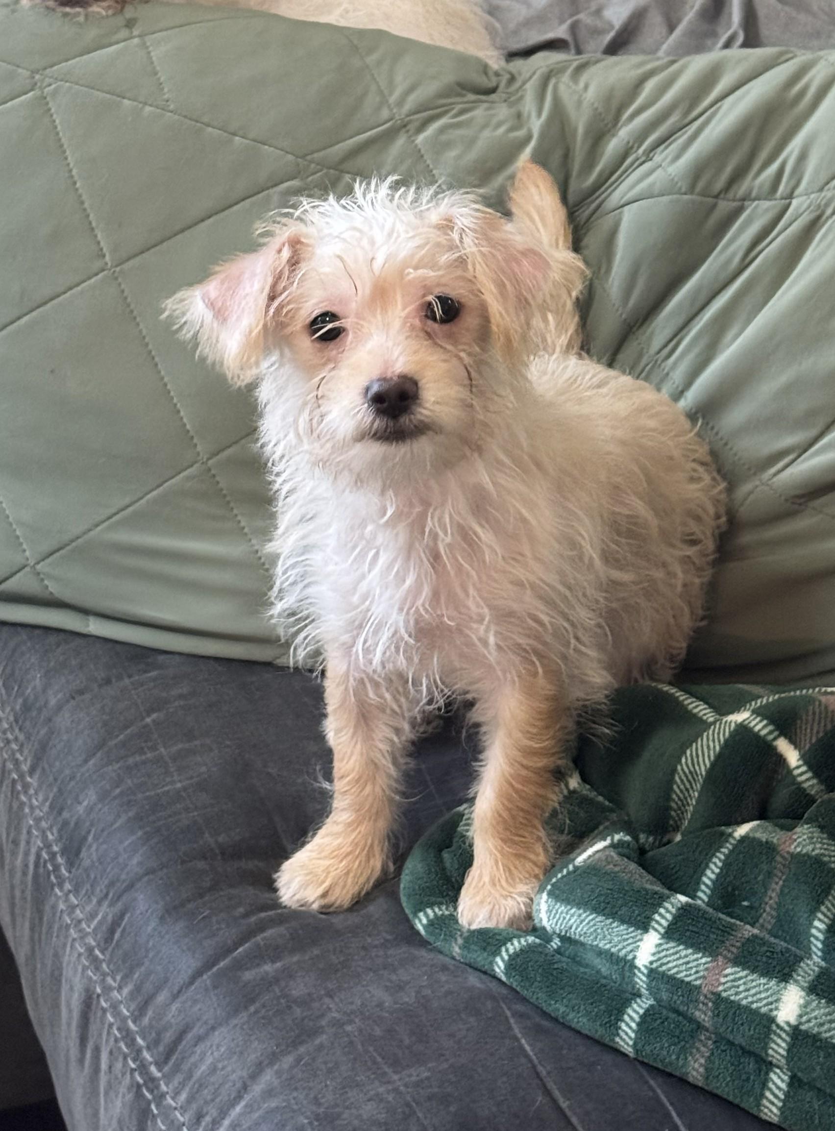 Scrappy, adoptable, Puppy Male Terrier.