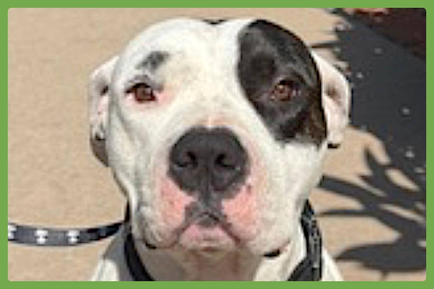 Boogie — thumbnail 5