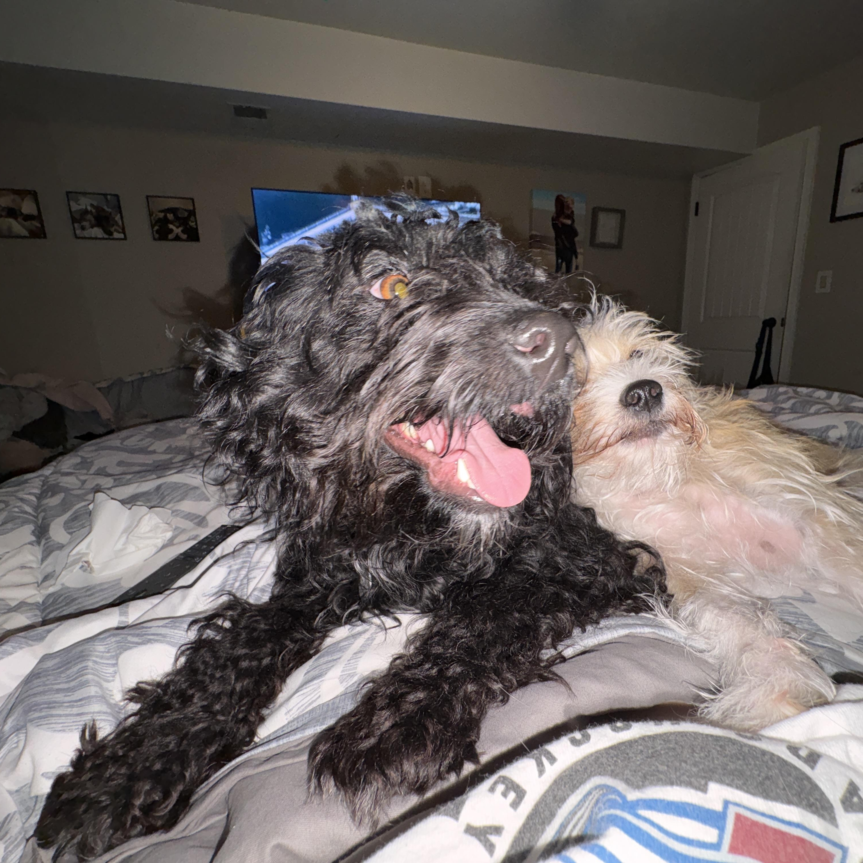 Enlarge Dolly Pawton, a Adoptable Miniature Poodle in Denver, CO image 4/5