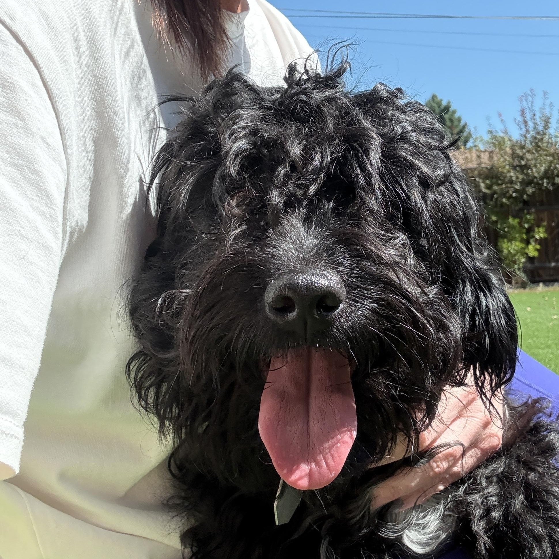 Enlarge Dolly Pawton, a Adoptable Miniature Poodle in Denver, CO image 3/5