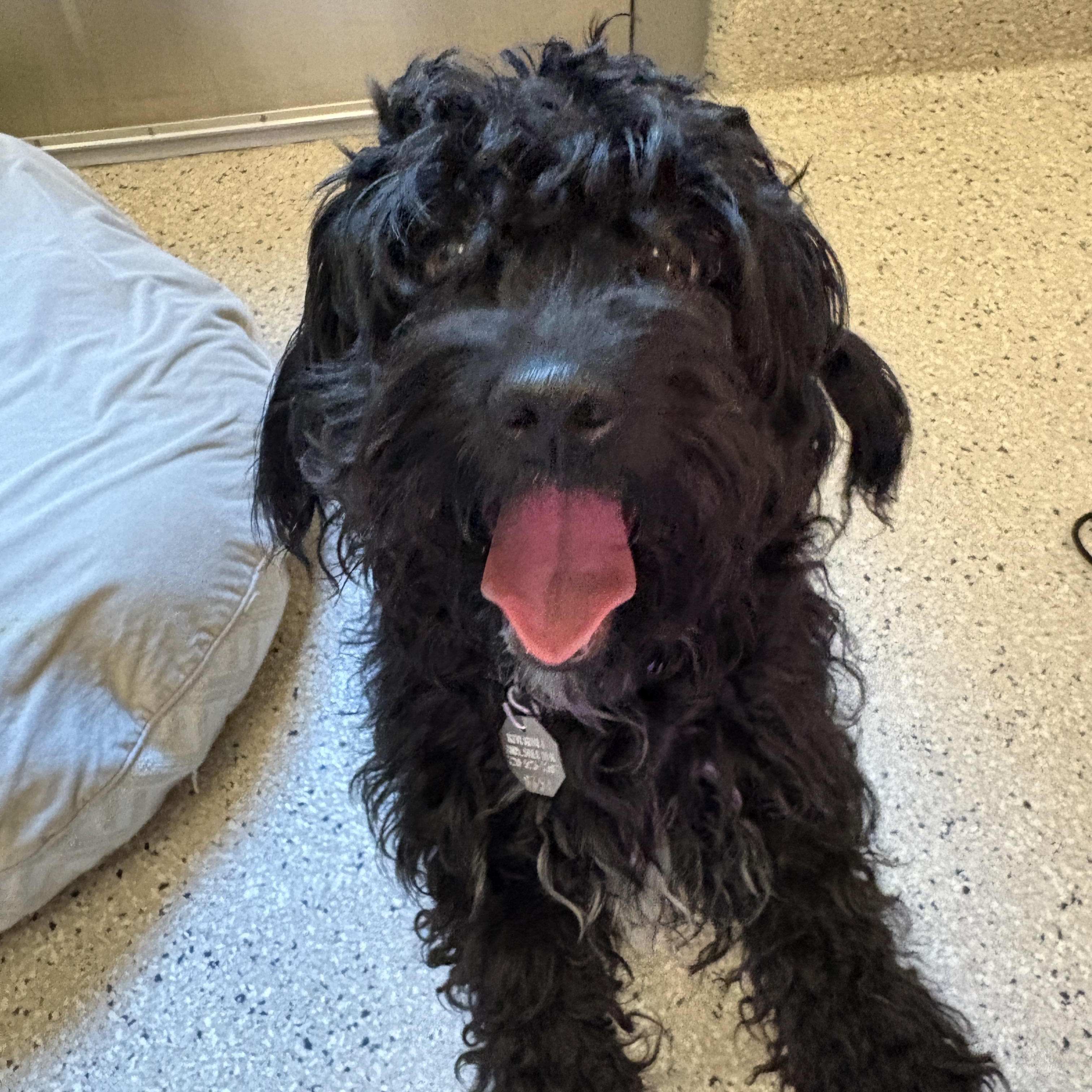 Enlarge Dolly Pawton, a Adoptable Miniature Poodle in Denver, CO image 1/5