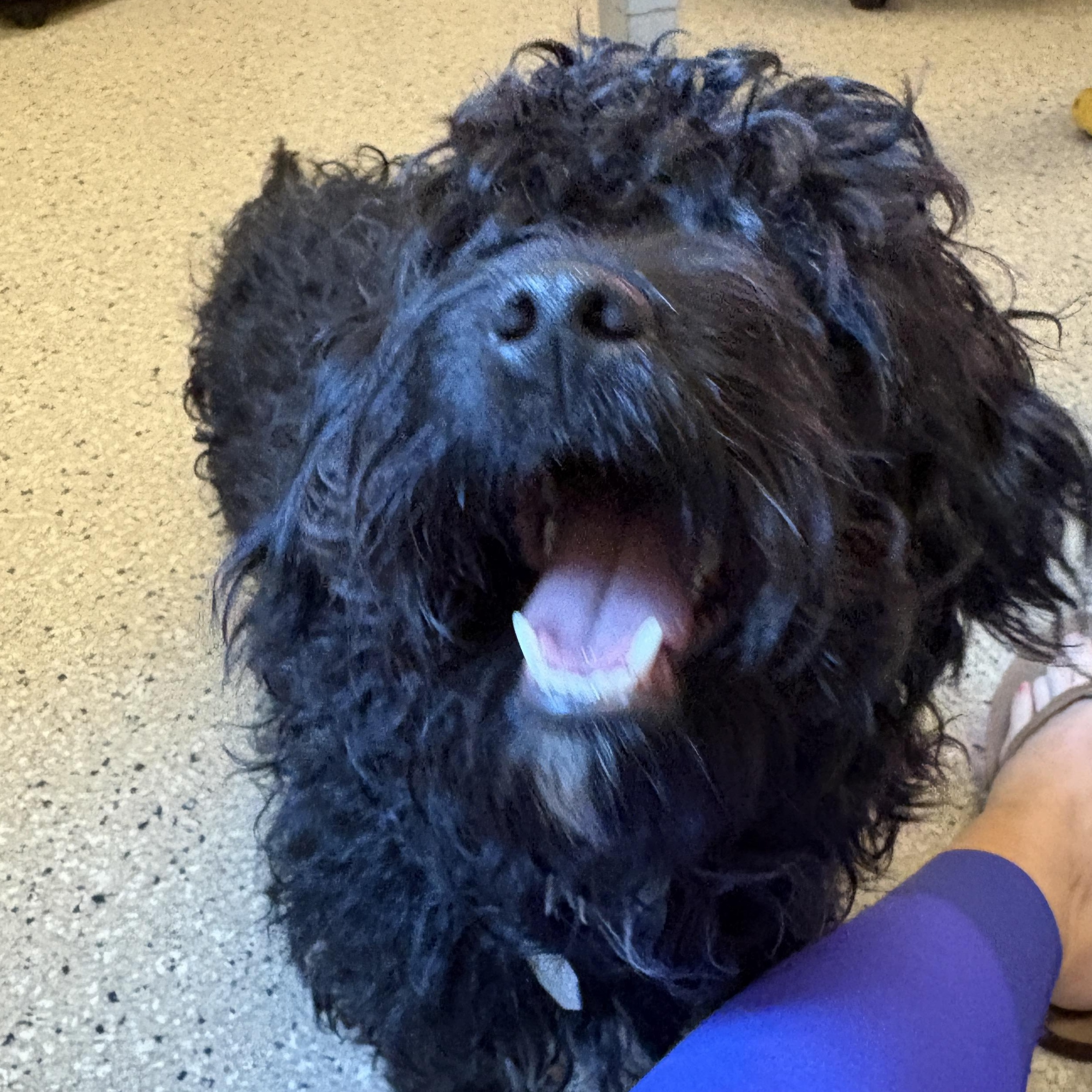 Enlarge Dolly Pawton, a Adoptable Miniature Poodle in Denver, CO image 2/5