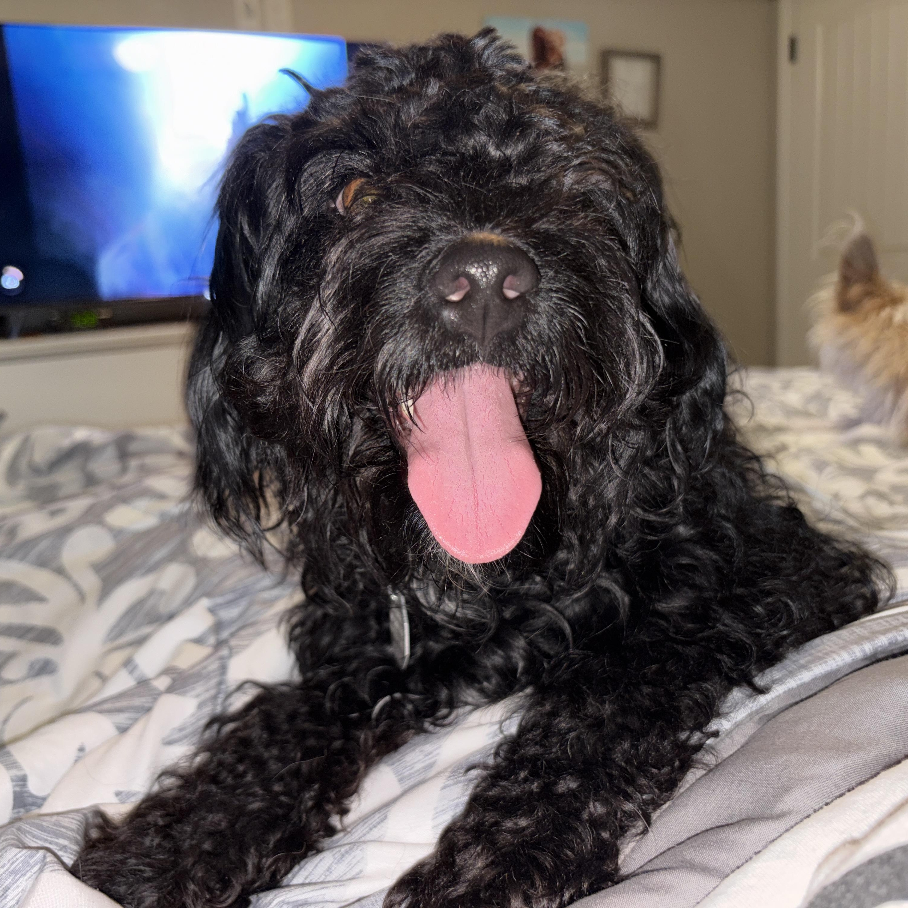 Enlarge Dolly Pawton, a Adoptable Miniature Poodle in Denver, CO image 5/5