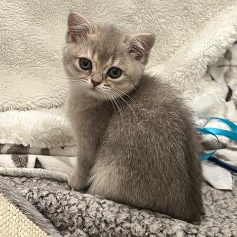 Ellie , adoptable, Young Female Scottish Fold.