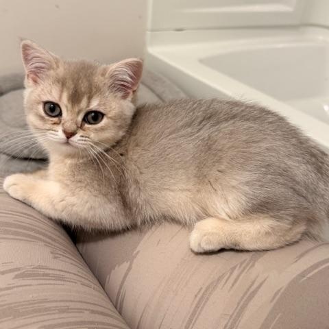 Enlarge Ellie , an adoptable mixed breed in Waxhaw, NC image 2/4