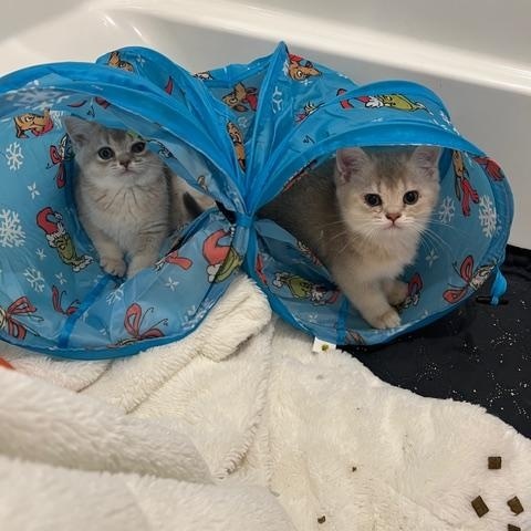 Enlarge Ellie , an adoptable mixed breed in Waxhaw, NC image 4/4