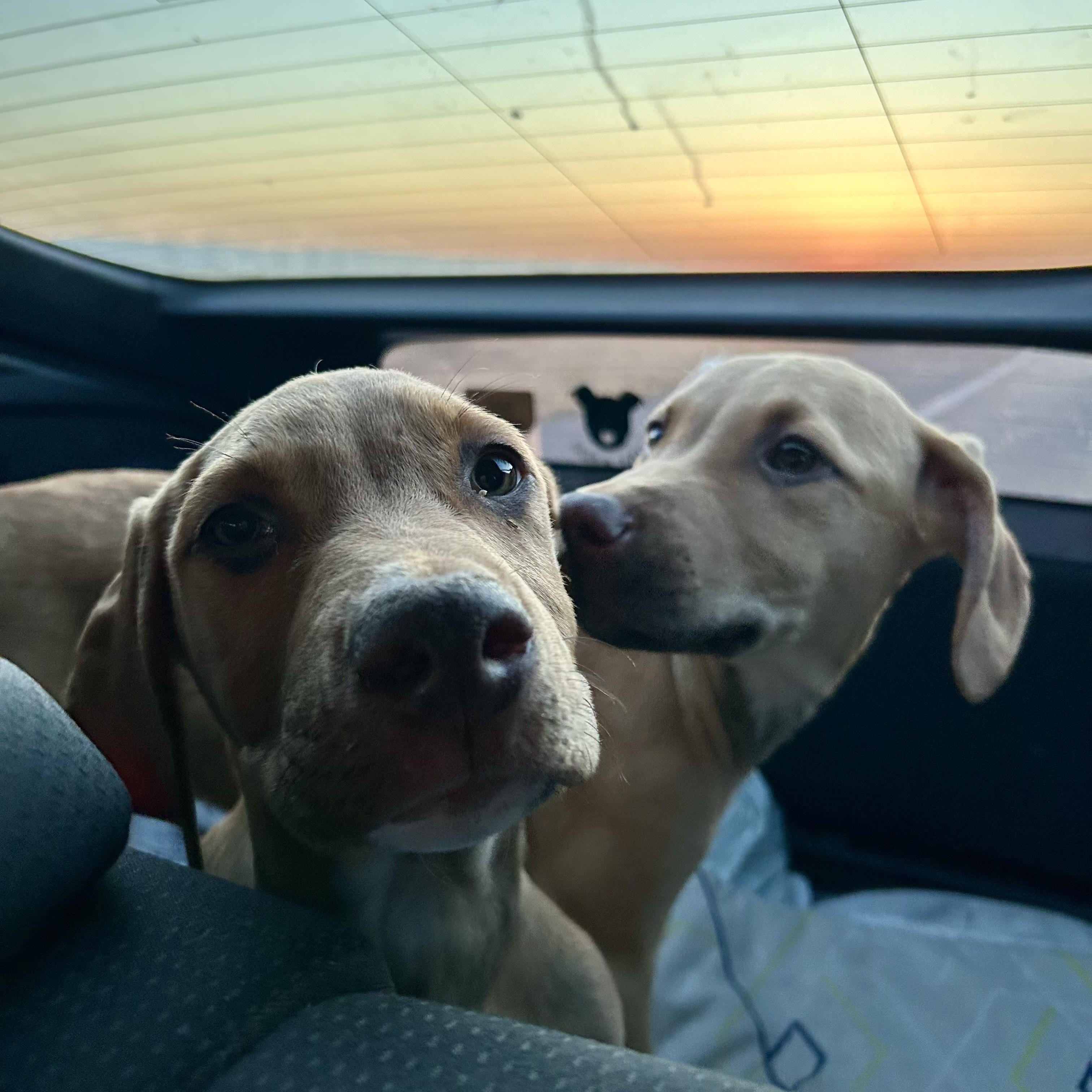Enlarge SHAGGY, an adopted Vizsla in Carlsbad, CA image 6/6