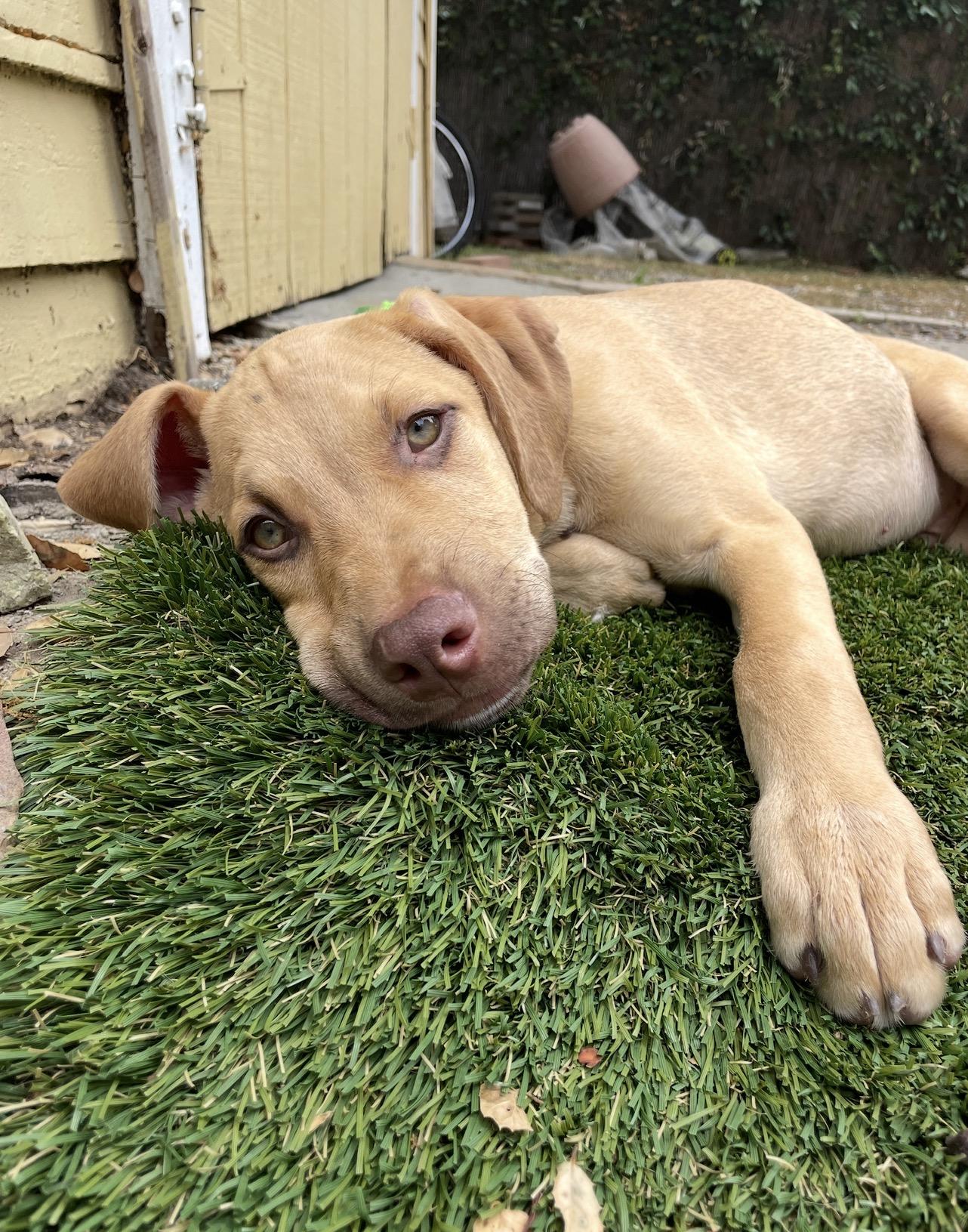 Enlarge SHAGGY, an adopted Vizsla in Carlsbad, CA image 5/6