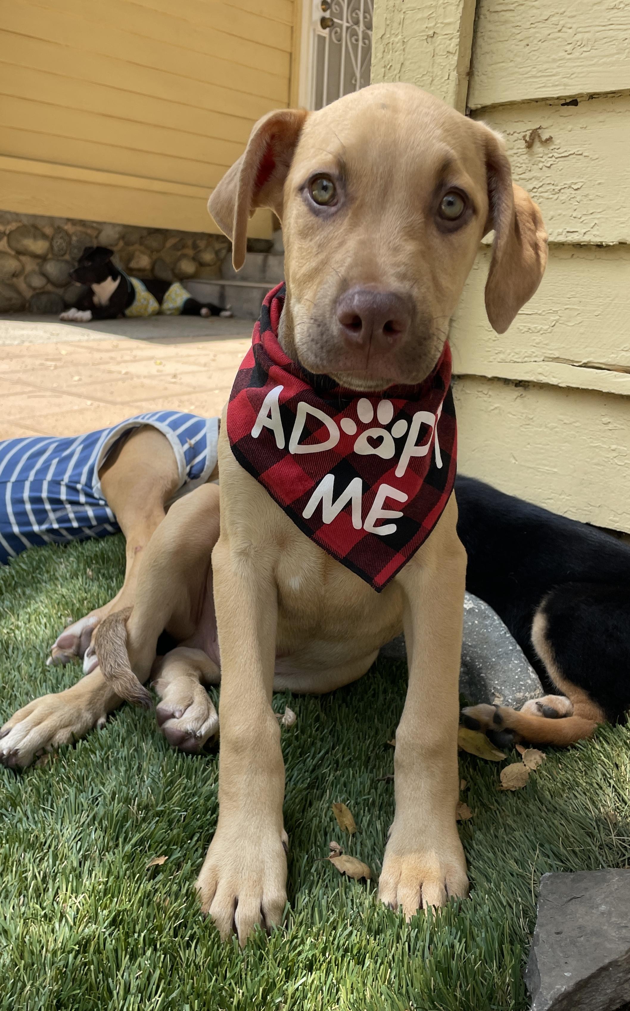 Enlarge SHAGGY, an adopted Vizsla in Carlsbad, CA image 2/6