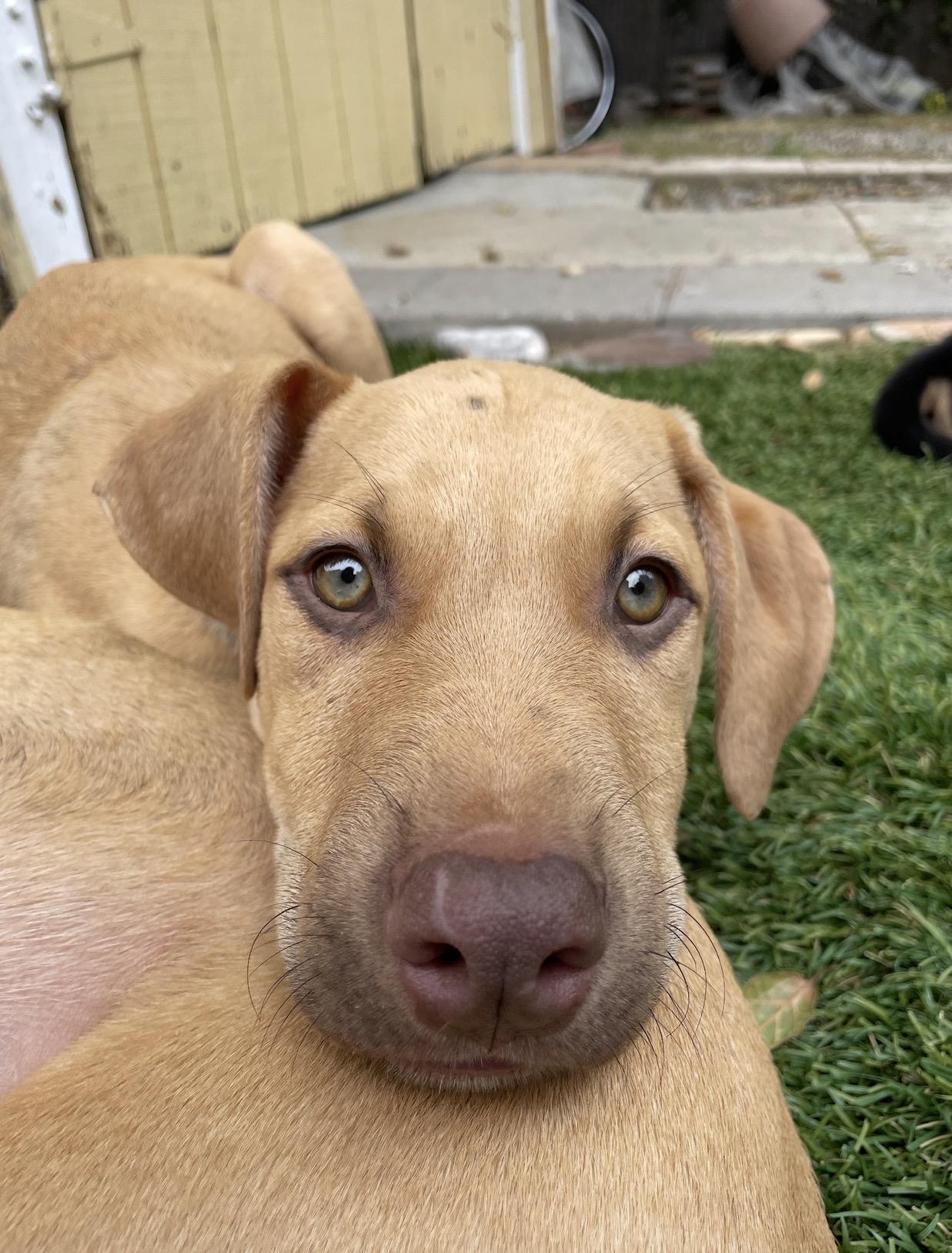 Enlarge SHAGGY, an adopted Vizsla in Carlsbad, CA image 4/6
