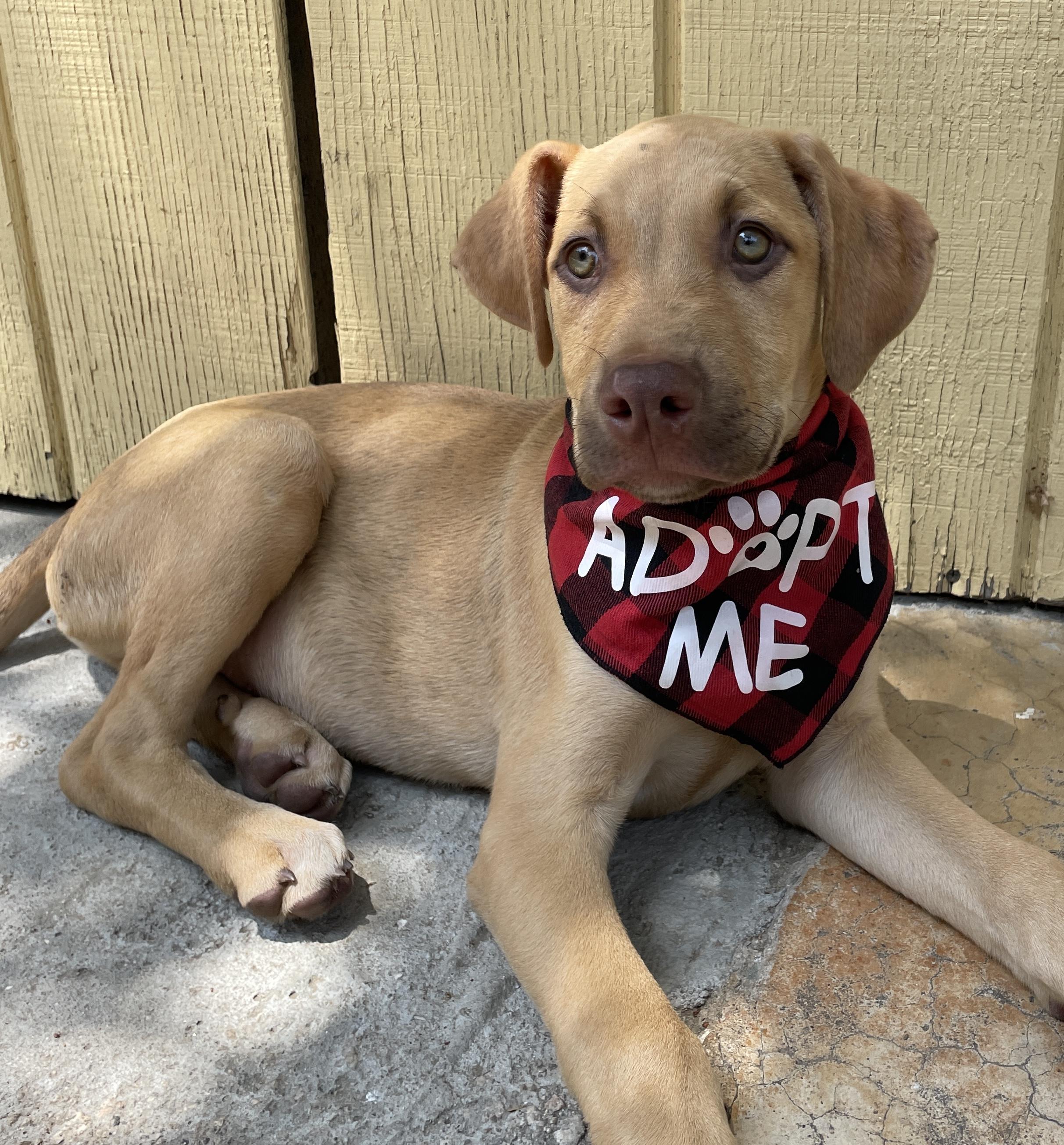 SHAGGY, adopted, Puppy Male Vizsla.