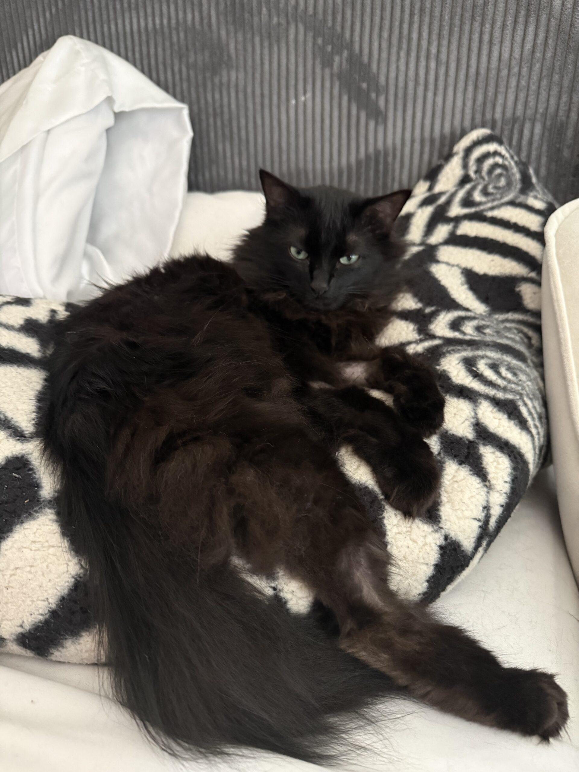 Enlarge Nelly, a Adoptable Domestic Medium Hair in Gaithersburg, MD image 1/6