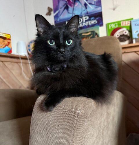 Nelly, Adoptable, Young Female Domestic Medium Hair.