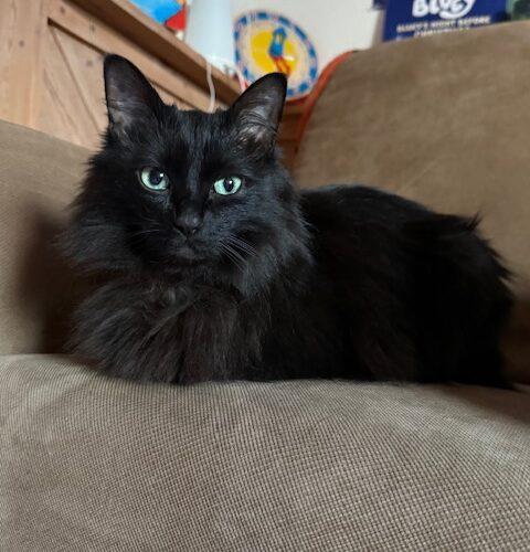 Nelly, Adoptable, Young Female Domestic Medium Hair.