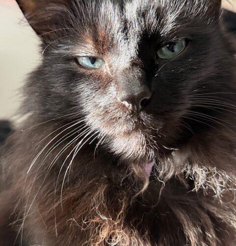 Enlarge Nelly, a Adoptable Domestic Medium Hair in Gaithersburg, MD image 3/5
