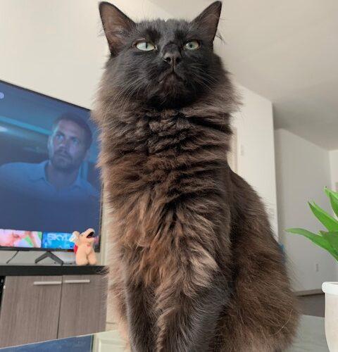 Enlarge Nelly, a Adoptable Domestic Medium Hair in Gaithersburg, MD image 4/6