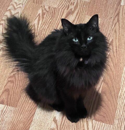 Enlarge Nelly, a Adoptable Domestic Medium Hair in Gaithersburg, MD image 5/5