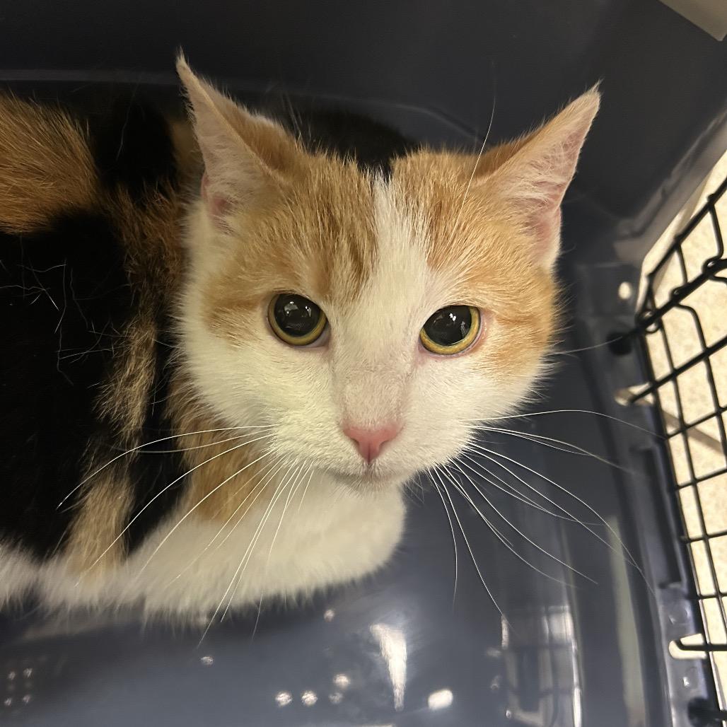 Daisy — thumbnail 2