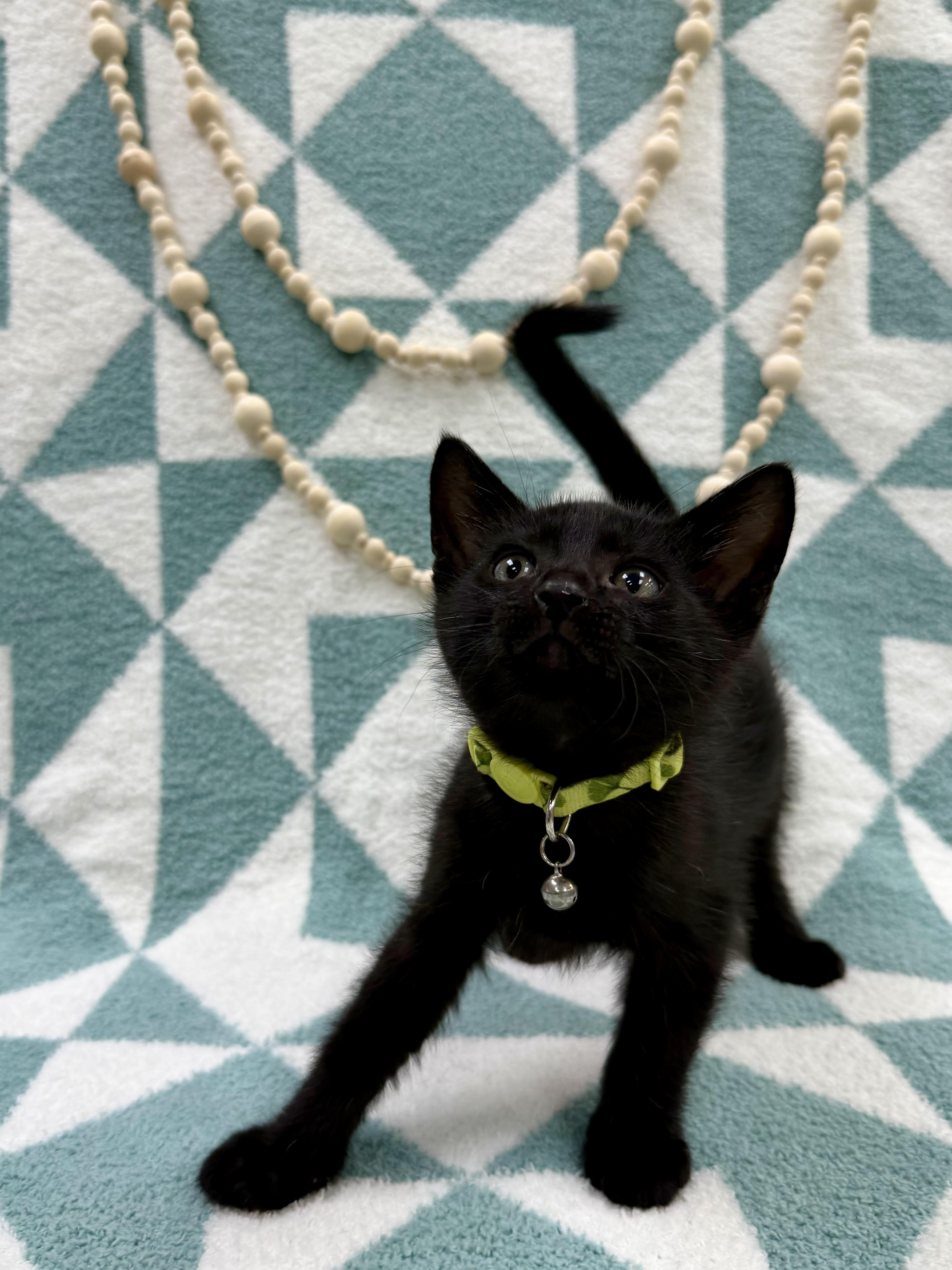 Sprout , an adopted Domestic Short Hair in Columbus, OH image 3/5