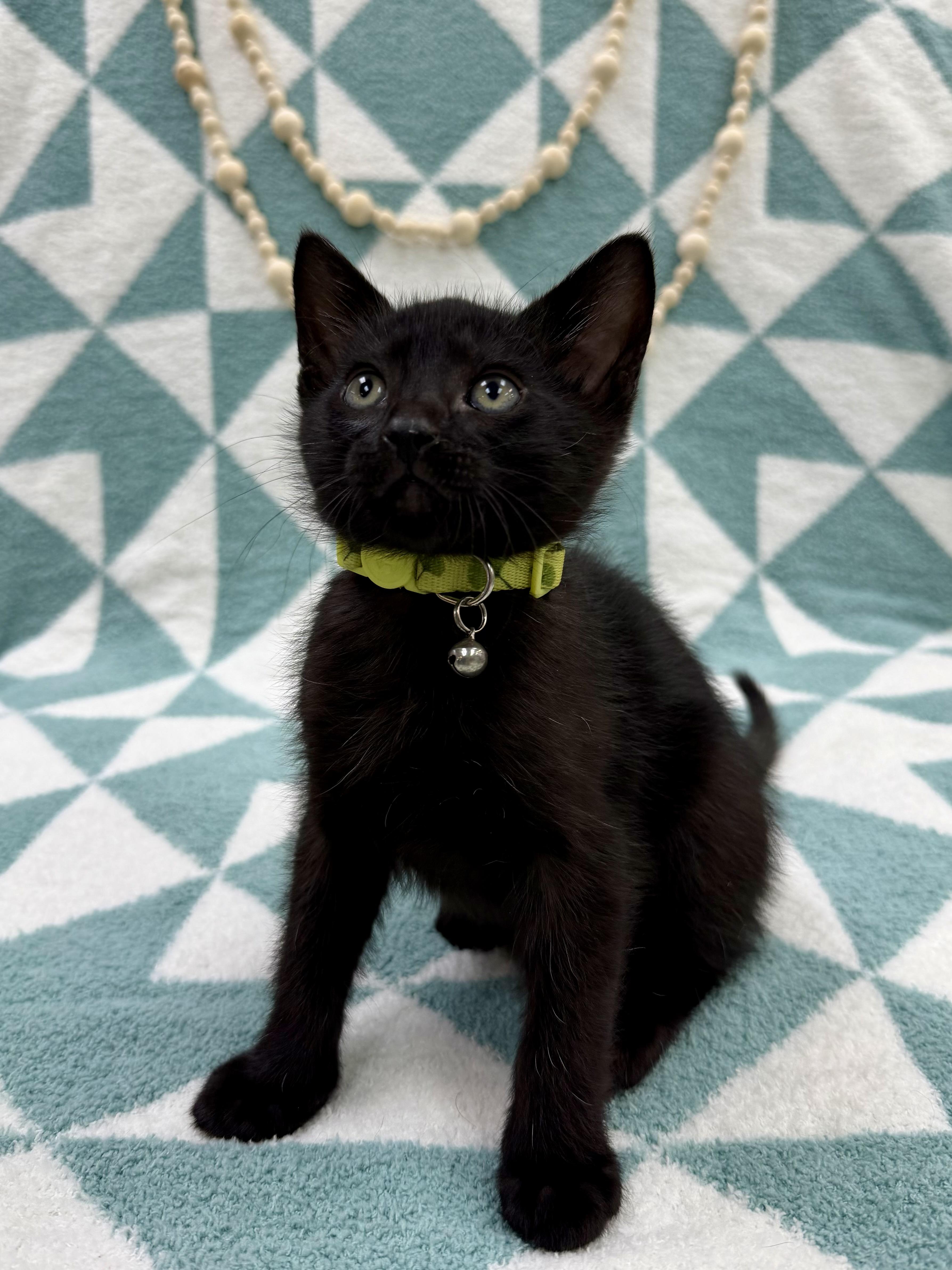 Sprout , an adopted Domestic Short Hair in Columbus, OH image 5/5