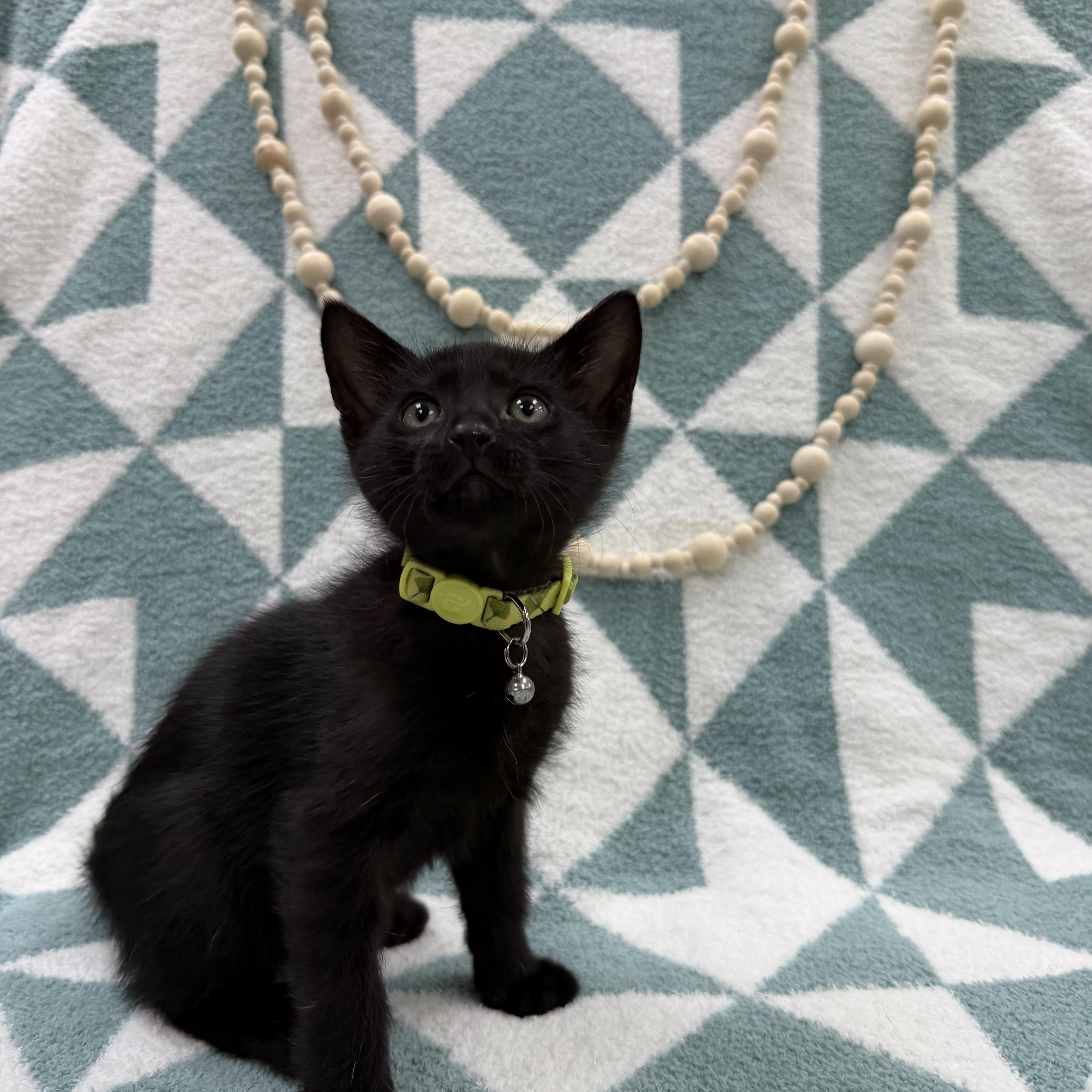 Sprout , an adopted Domestic Short Hair in Columbus, OH image 2/5