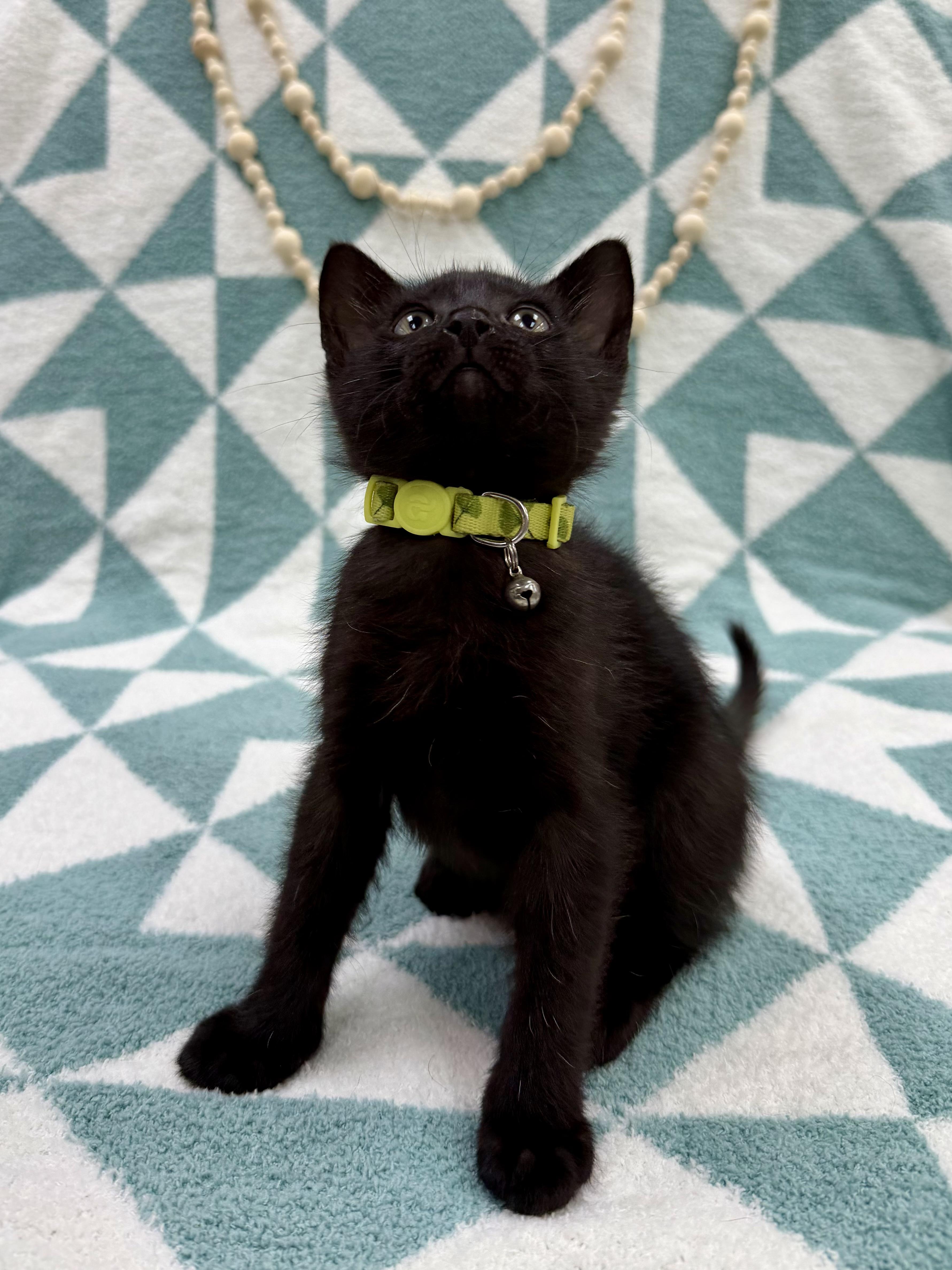 Sprout , an adopted Domestic Short Hair in Columbus, OH image 4/5