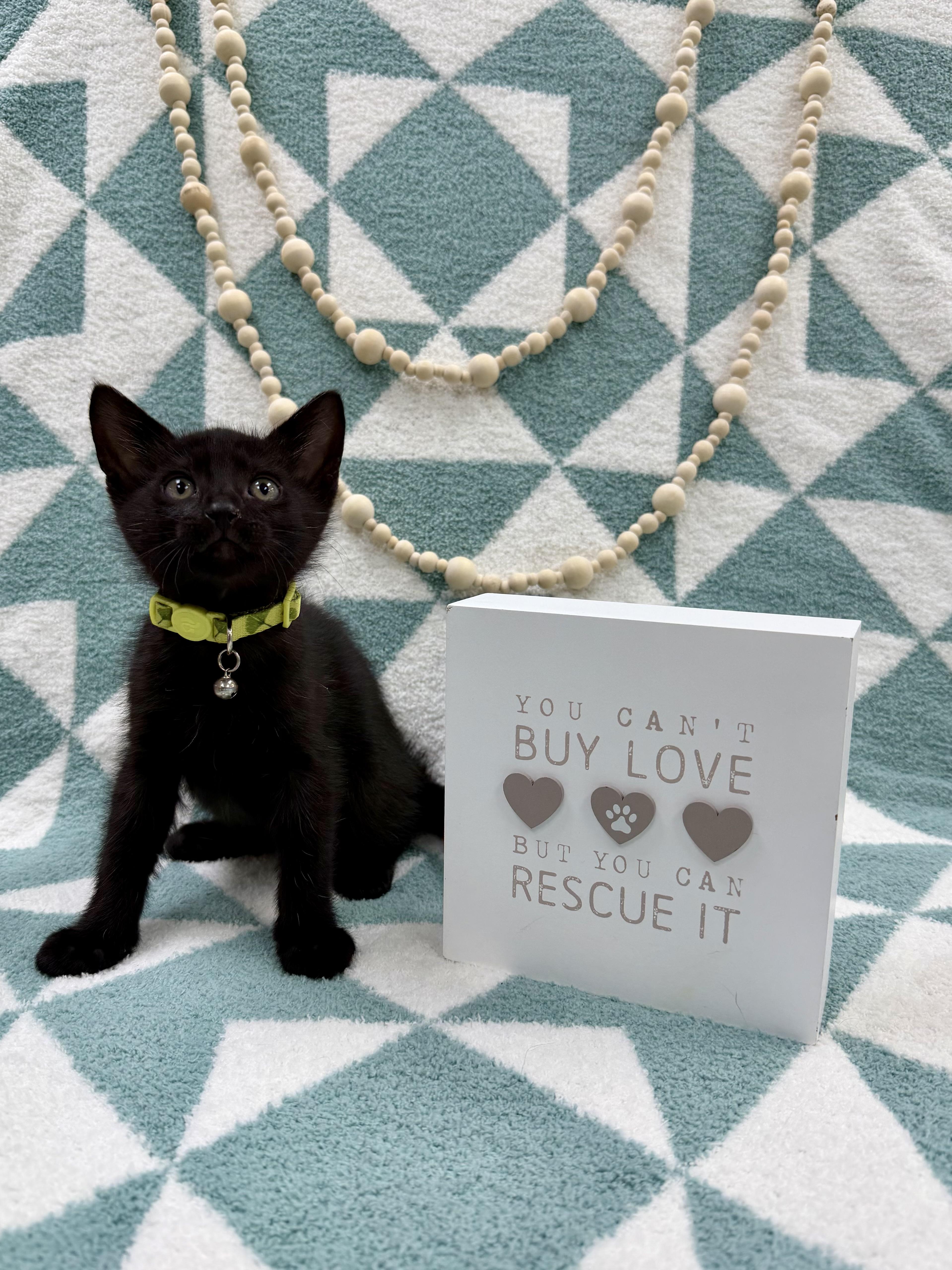 Sprout , an adopted Domestic Short Hair in Columbus, OH image 1/5