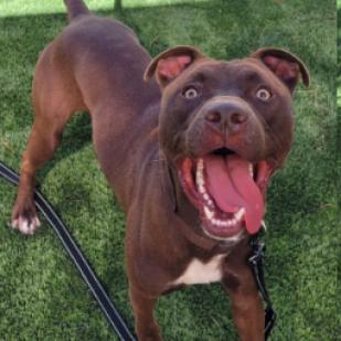 Waldo, Adoptable, Adult Male Chocolate Labrador Retriever & American Staffordshire Terrier.