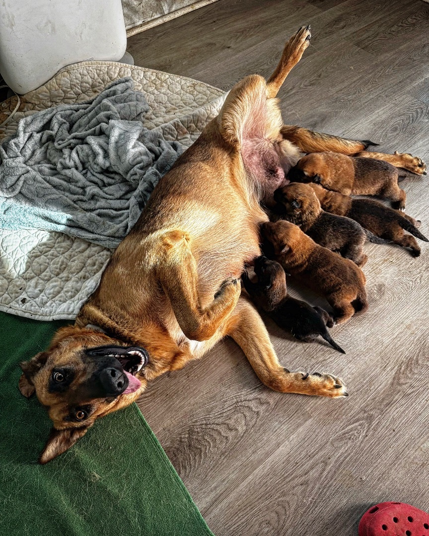 Brandy, a Adoptable German Shepherd Dog in Burbank, CA image 5/6
