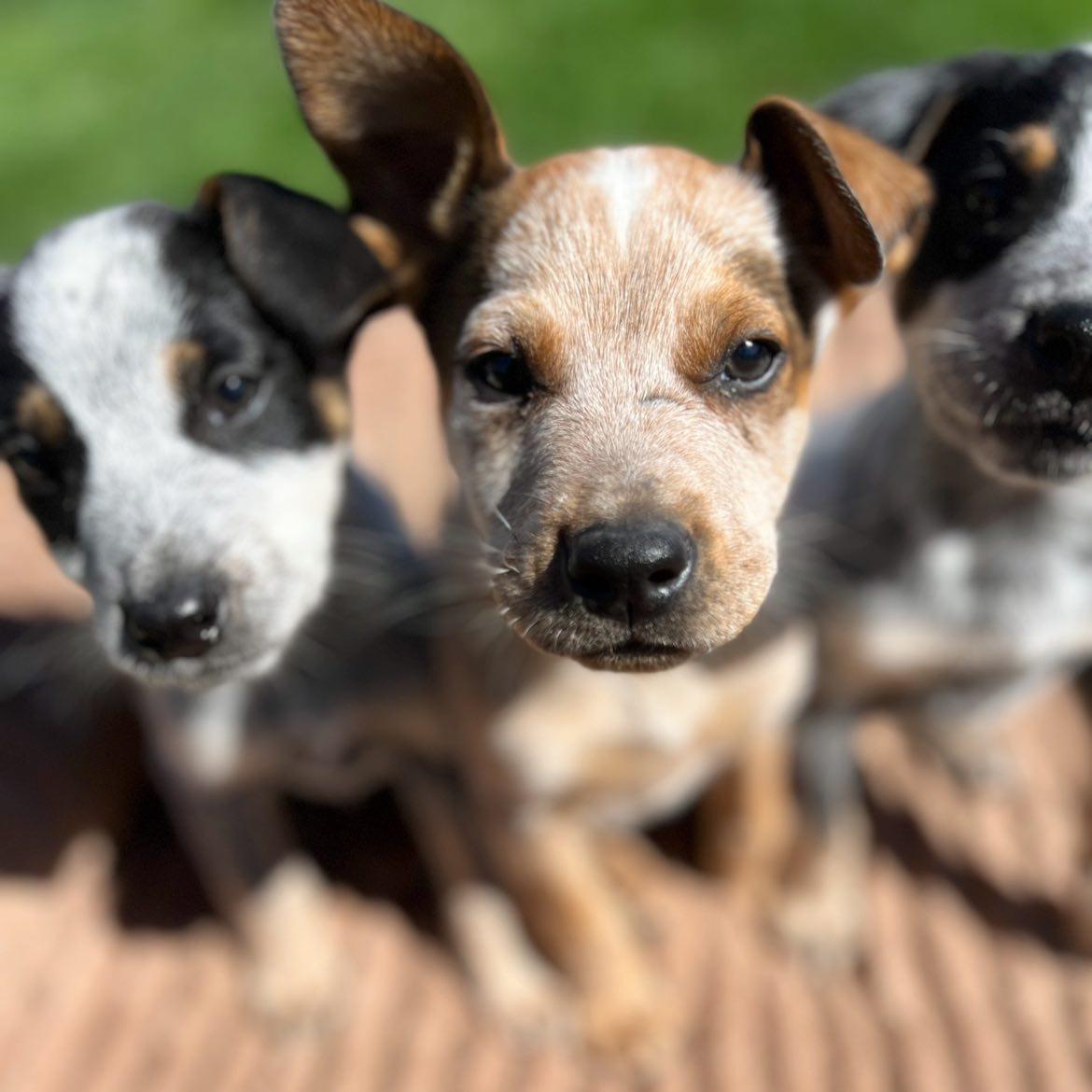 Enlarge Bingo, an adopted Australian Cattle Dog / Blue Heeler in Sherman, IL image 1/2