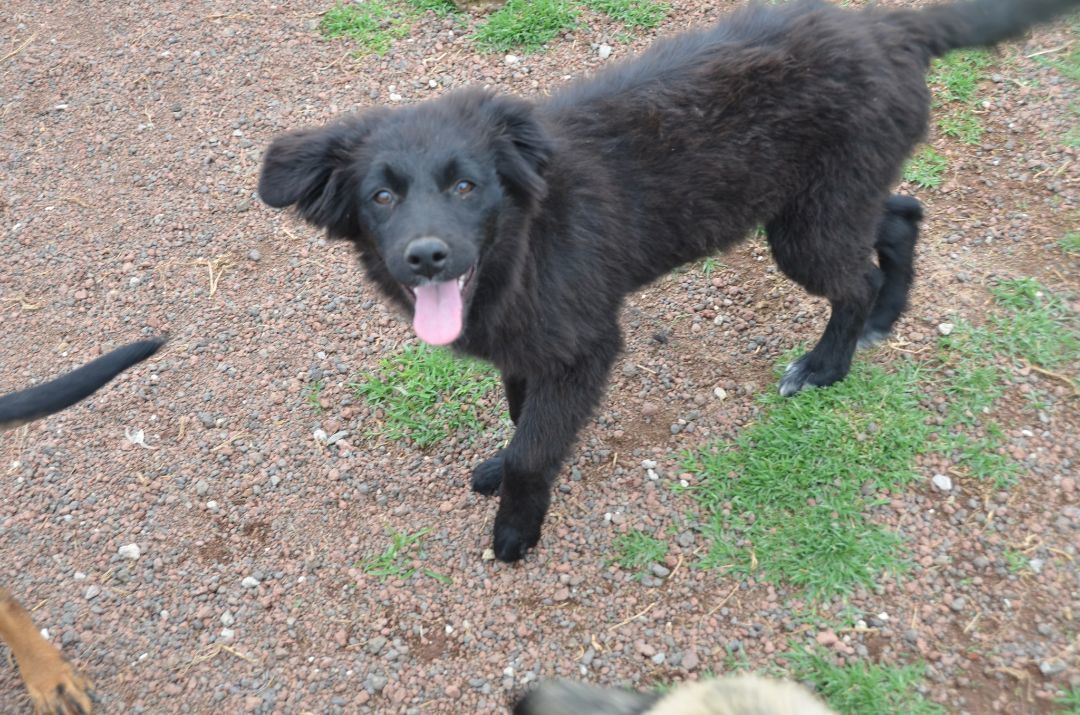 Enlarge Petal, a Adopted mixed breed in London, ON image 1/8