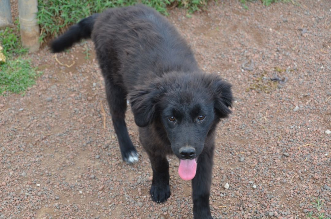 Enlarge Petal, a Adopted mixed breed in London, ON image 2/8