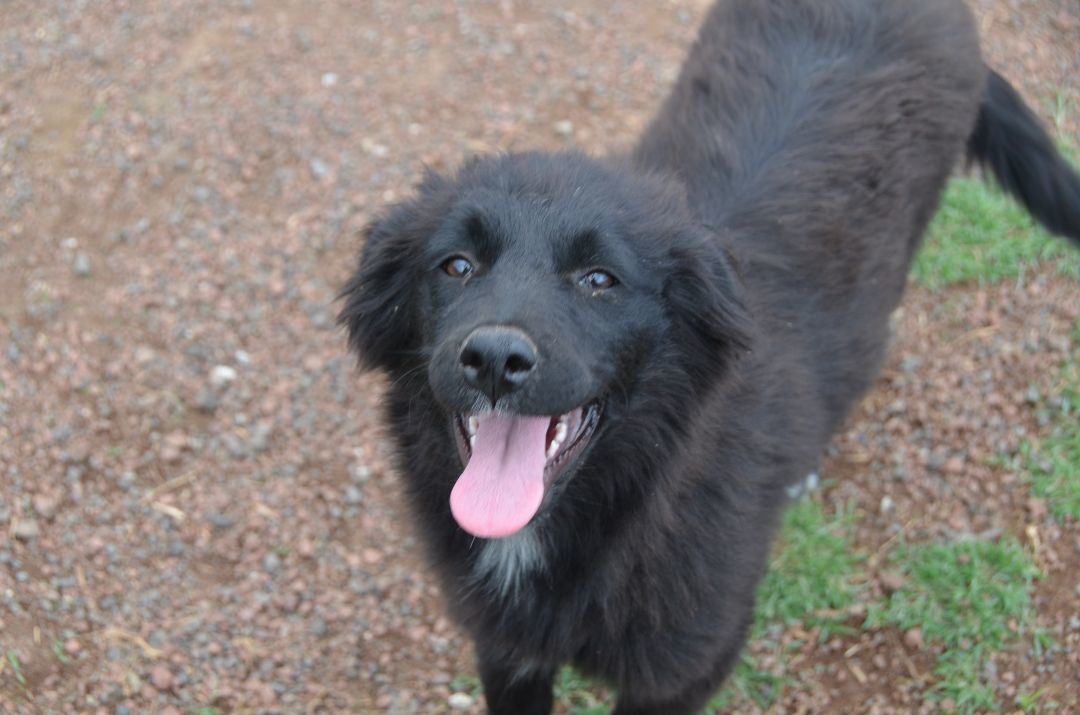 Enlarge Petal, a Adopted mixed breed in London, ON image 3/8