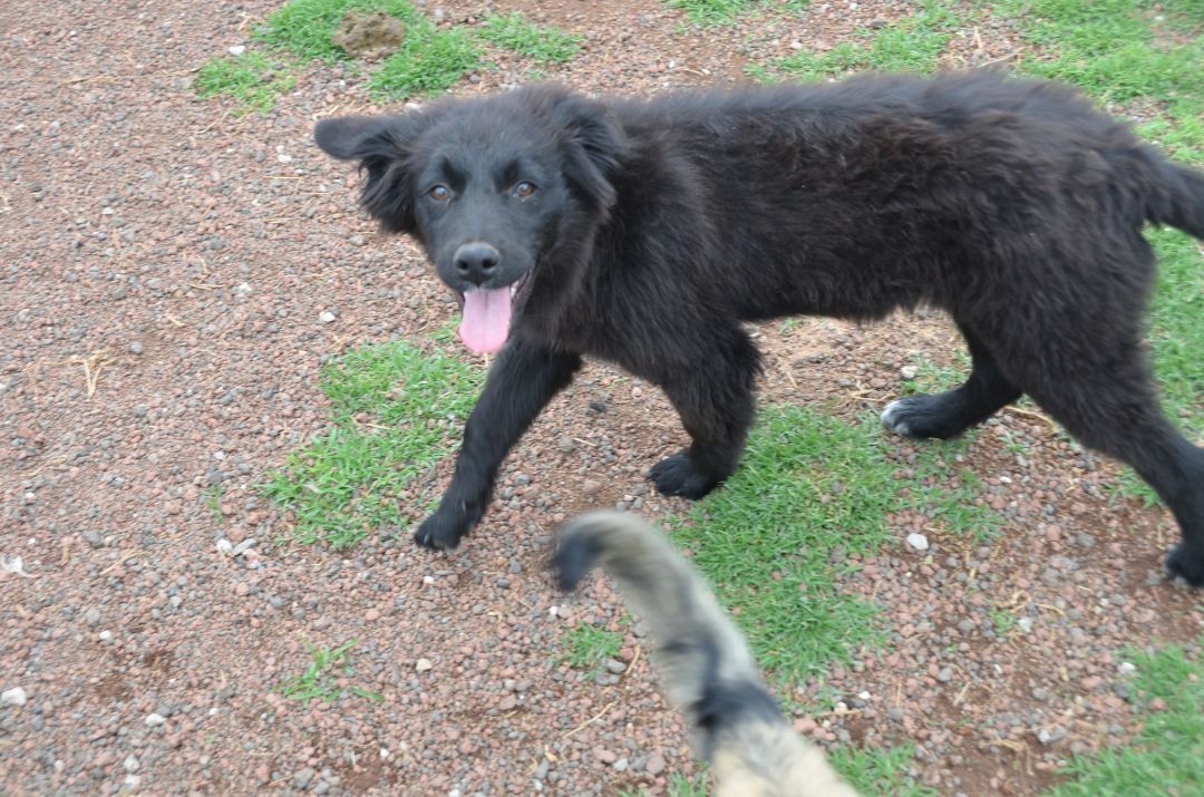 Enlarge Petal, a Adopted mixed breed in London, ON image 4/8