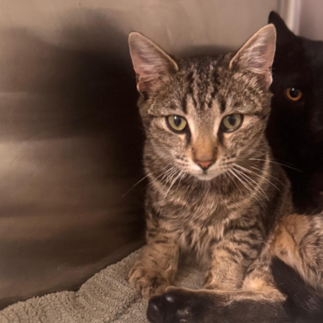 Enlarge Lila, a Adoptable Domestic Short Hair in Starkville, MS image 1/1