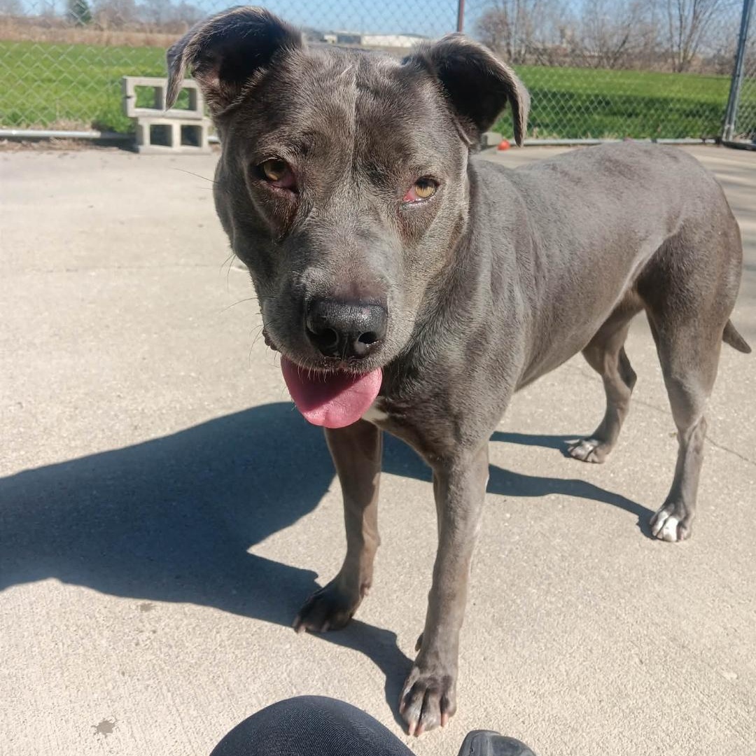 Enlarge Bette Davis **so sweet**, a Adoptable mixed breed in Cincinnati, OH image 2/4