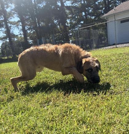 Tyson, Adoptable, Puppy Male Coonhound & Mixed Breed.