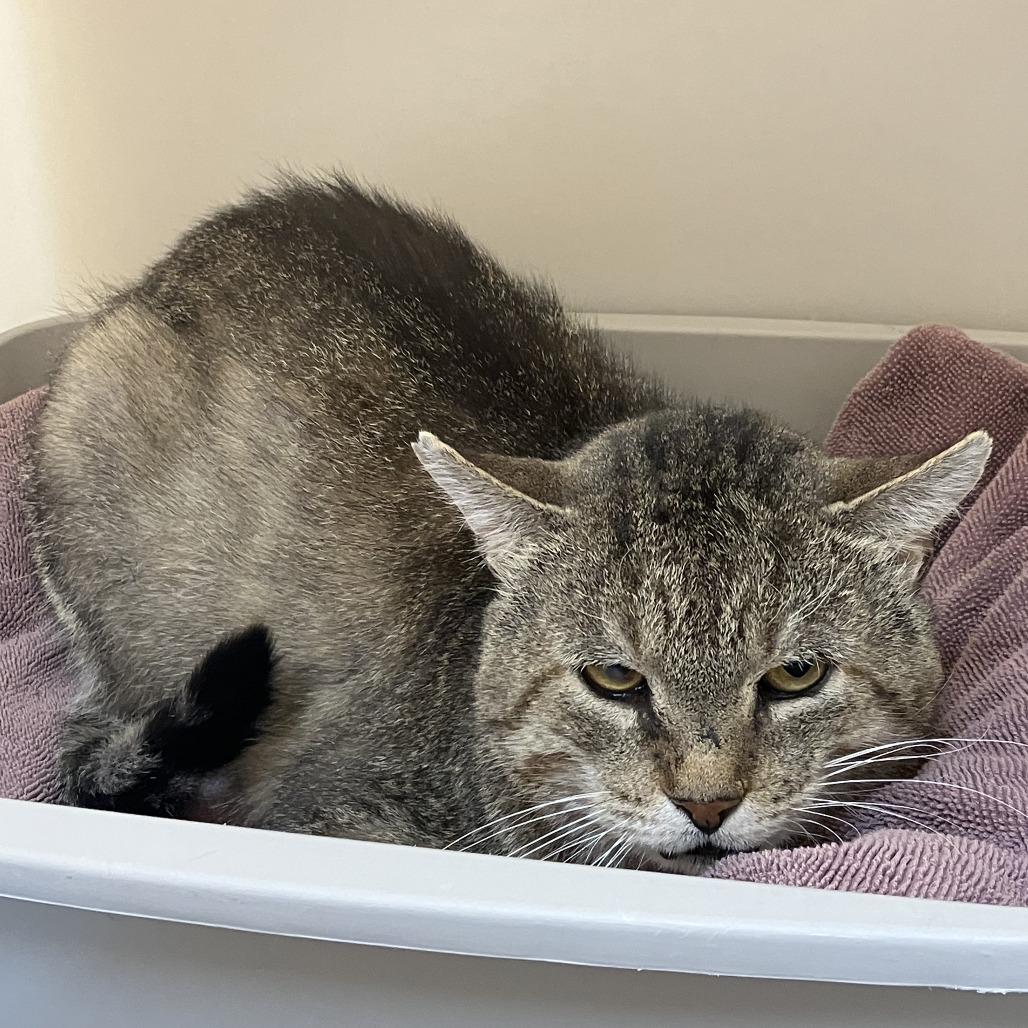 Merlin, Adoptable, Adult Male Domestic Short Hair.