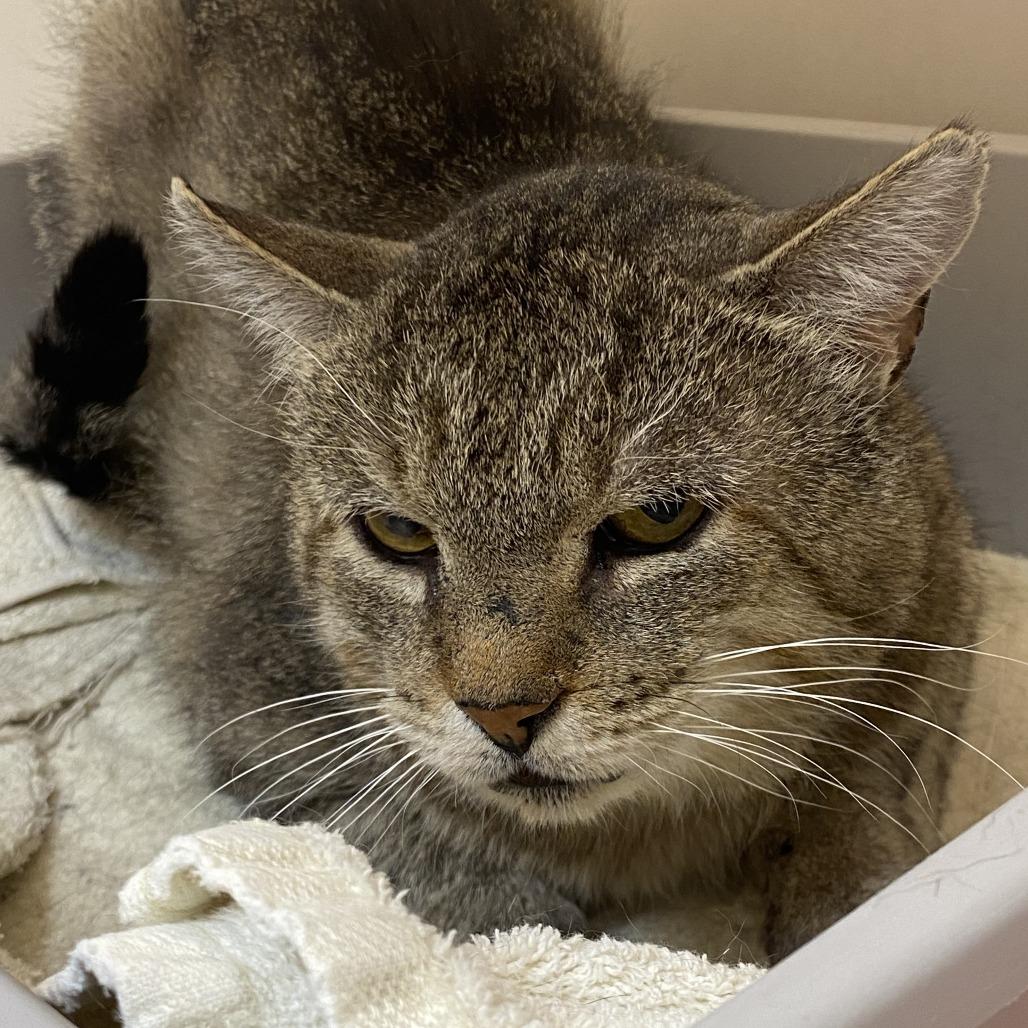 Enlarge Merlin, a Adoptable Domestic Short Hair in Burlington, ON image 2/2