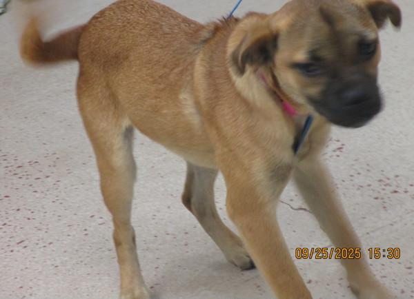 Pretty Girl(317) — thumbnail 2