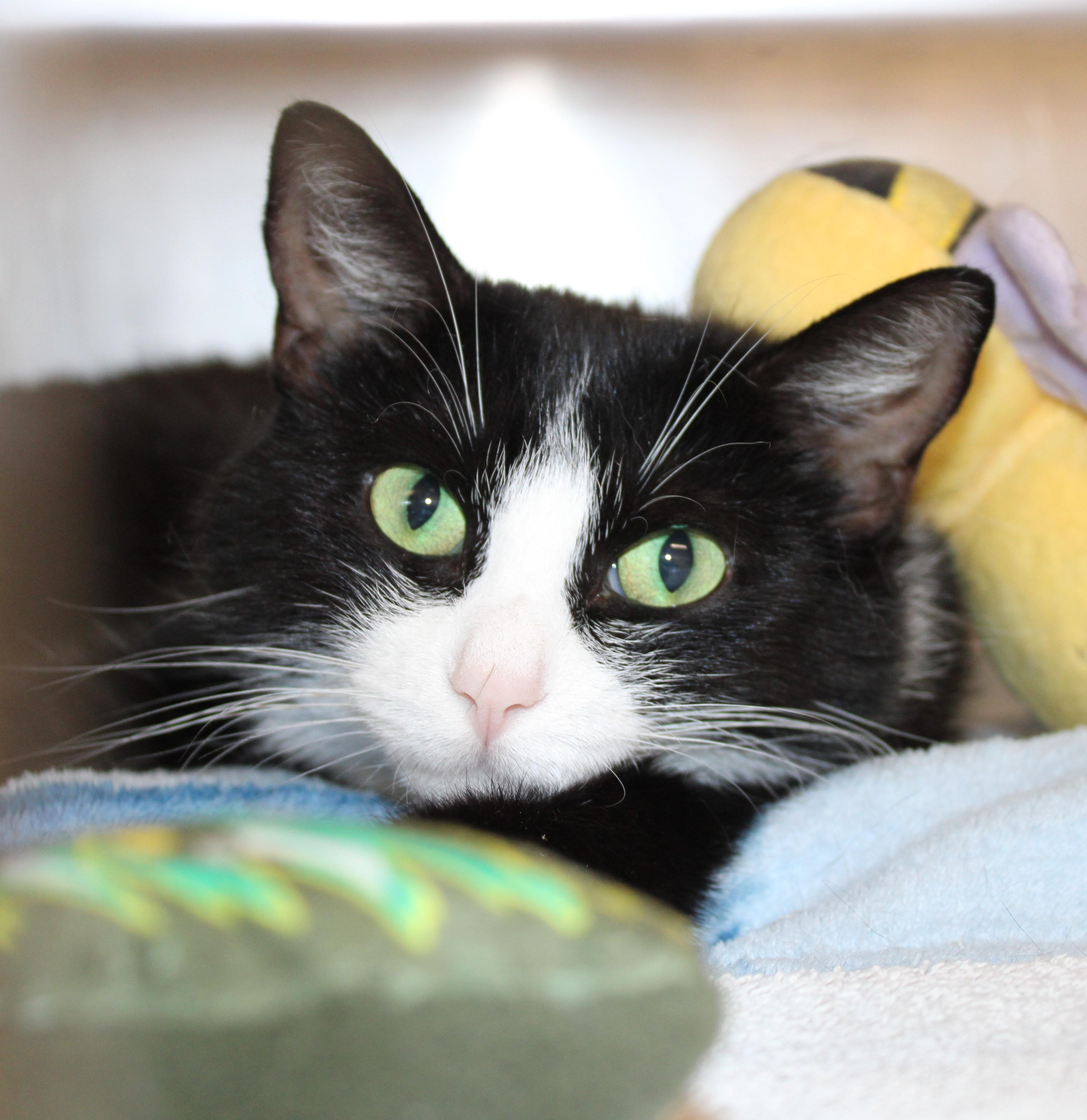 Enlarge Oreo, an adoptable Domestic Short Hair in Mississauga, ON image 2/6