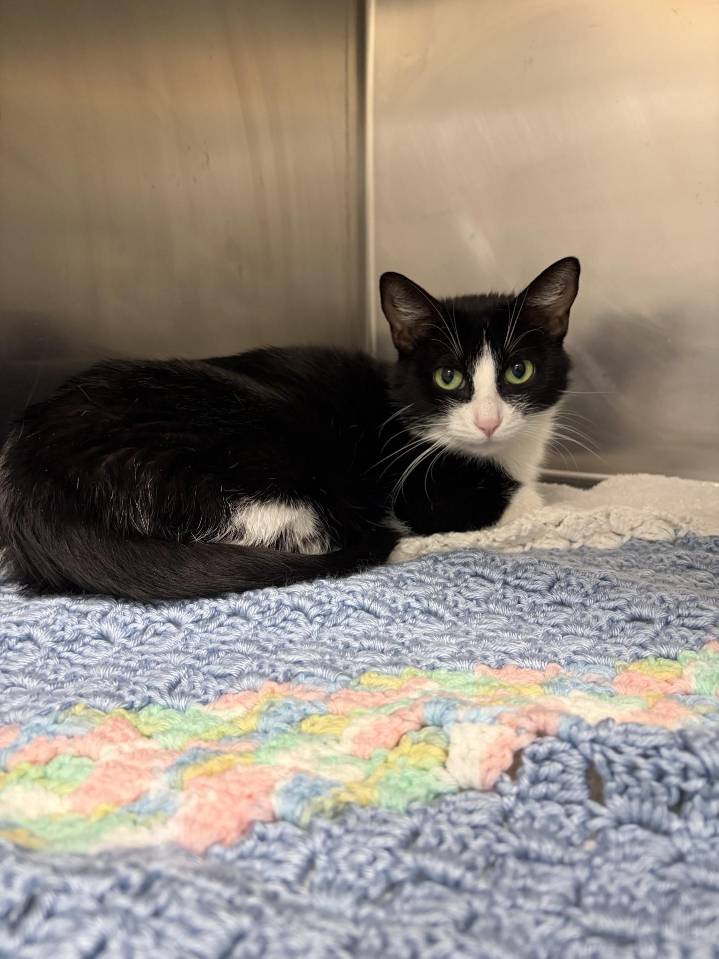 Enlarge Oreo, an adoptable Domestic Short Hair in Mississauga, ON image 4/6