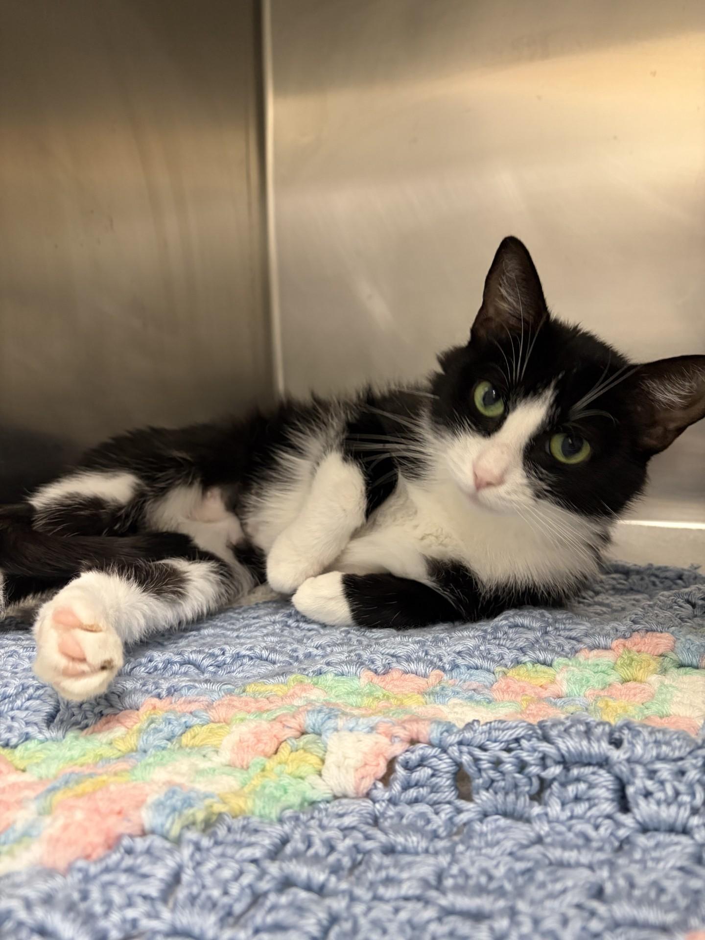Enlarge Oreo, an adoptable Domestic Short Hair in Mississauga, ON image 5/6