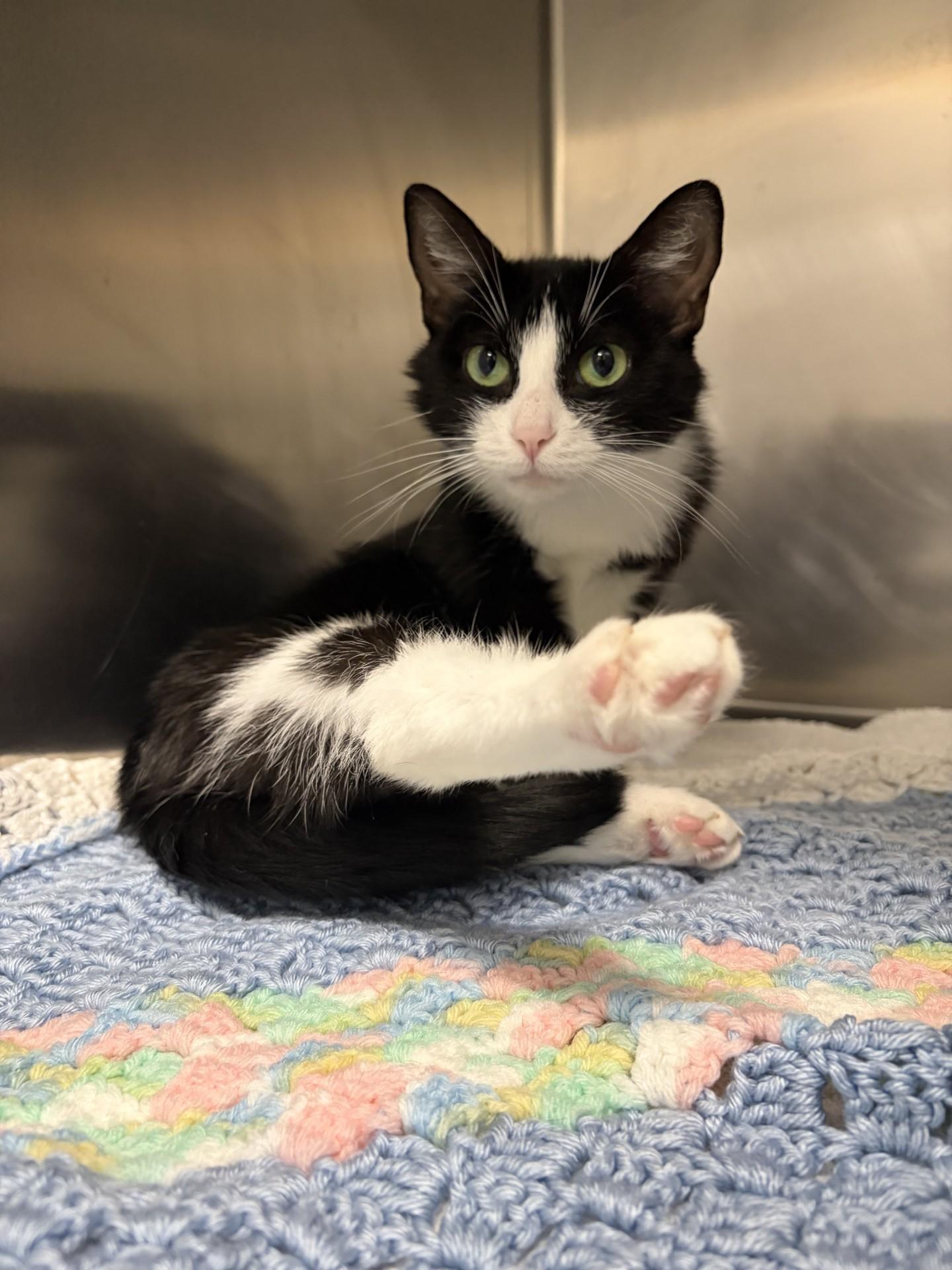 Enlarge Oreo, an adoptable Domestic Short Hair in Mississauga, ON image 6/6