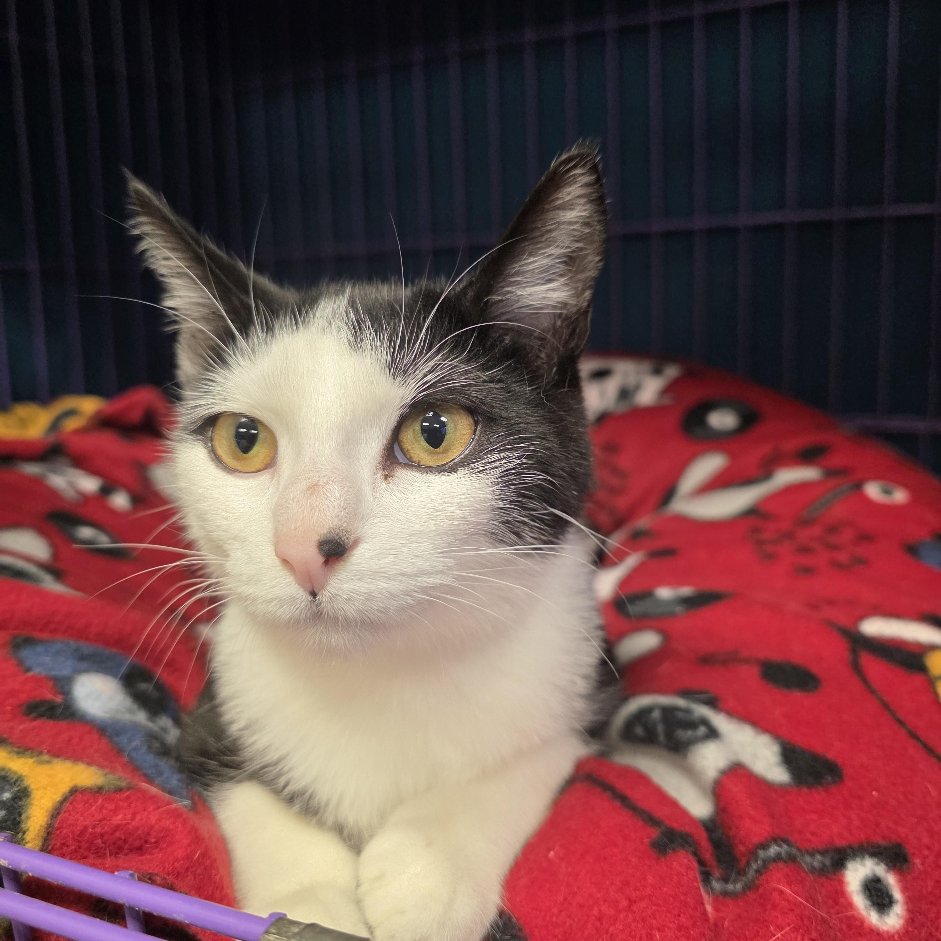 Enlarge Nina, an adopted Domestic Short Hair in Hamburg, NY image 2/2