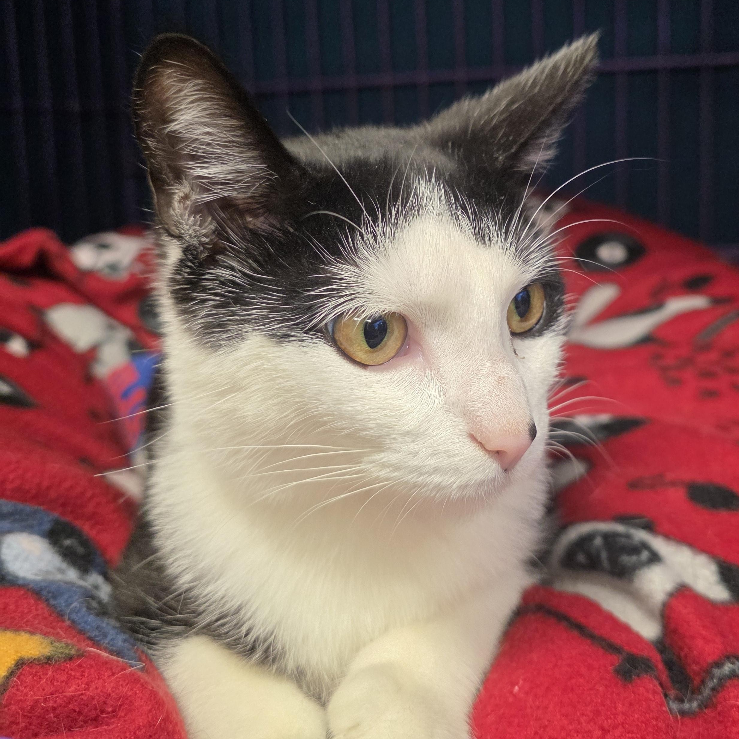 Enlarge Nina, an adopted Domestic Short Hair in Hamburg, NY image 1/2