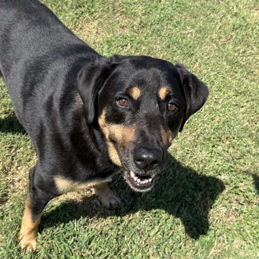 Boo, a Adoptable mixed breed in Brenham, TX image 3/6