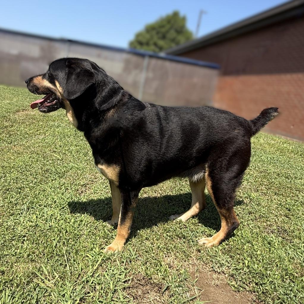 Boo, a Adoptable mixed breed in Brenham, TX image 2/6